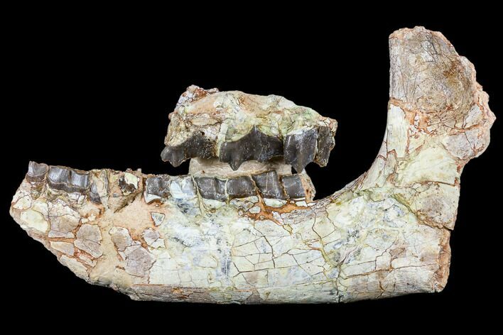 Running Rhino (Hyracodon) Jaw Section - South Dakota #113175